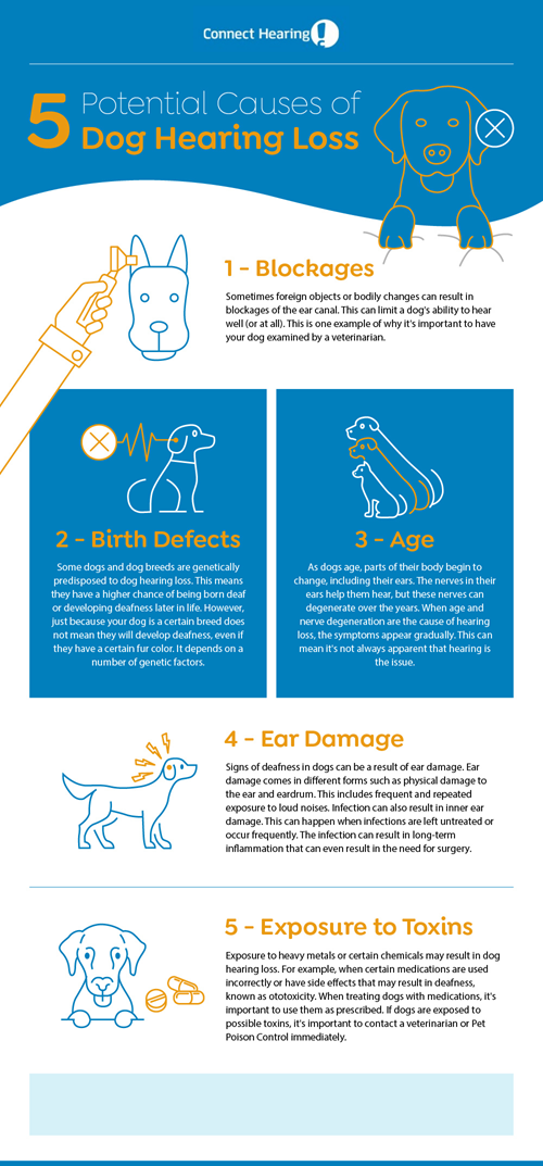 5 Common Signs of Deafness in Dogs Connect Hearing